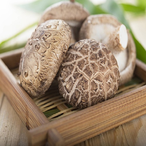 GIÁ TRỊ CỦA NẤM SHIITAKE - NẤM ĐÔNG CÔ