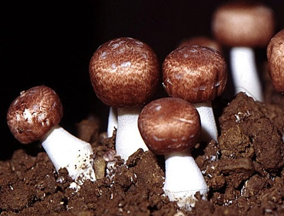 CÔNG DỤNG CỦA CÁC THÀNH PHẦN DINH DƯỠNG TRONG NẤM AGARICUS BLAZEI MURILL